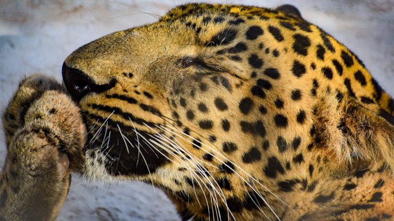 a close up of a leopard's face with snow in the background